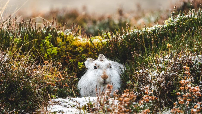 Still from Finding Bo, courtesy of LandxSea. The image shows a mountain hare outdoors in winter, with speckles of snow on the grass and plants around it.