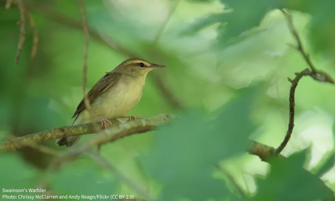 A photo of a Swainson's Warbler perched on a branch among dense leaves. Credit: Chrissy McClarren and Andy Reago/Flickr CC