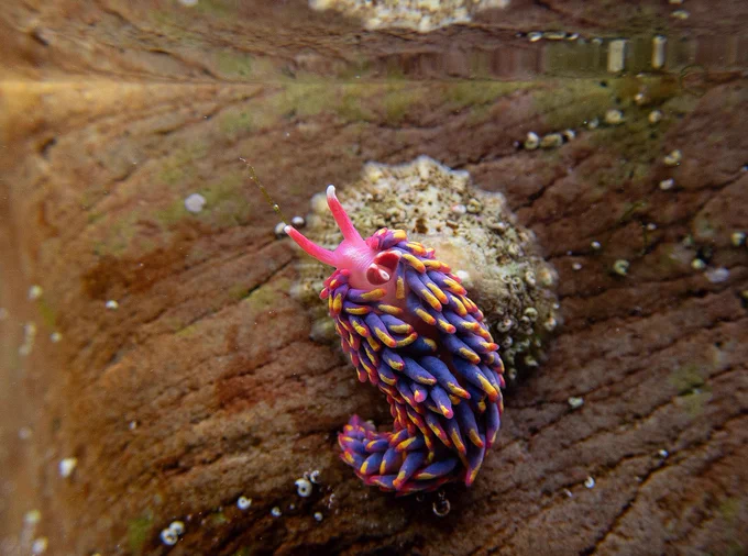 Rainbow sea slug - pink body with purple 'spikes' with yellow and red tips