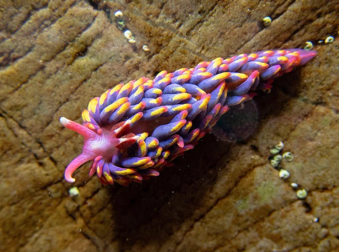 Rainbow sea slug - pink body with purple 'spikes' with yellow and red tips