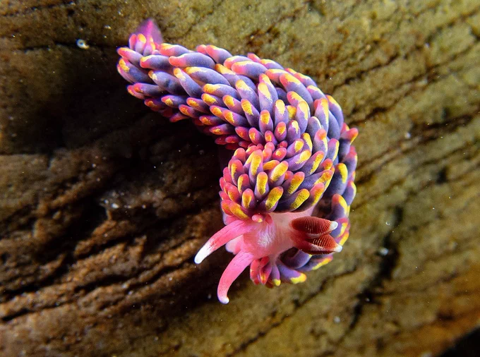 Rainbow sea slug - pink body with purple 'spikes' with yellow and red tips