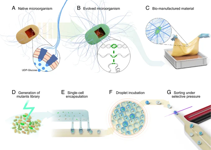Direct evolution of cellulose-producing microorganisms for enhanced bio-fabrication.