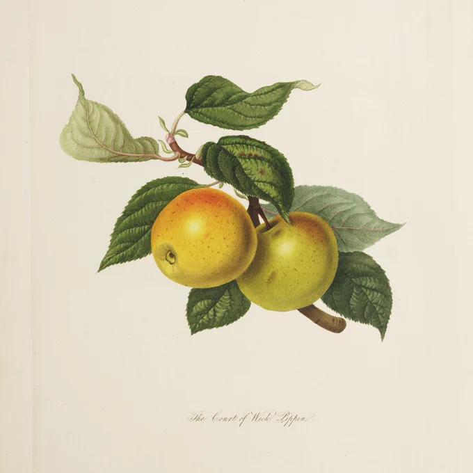 An historic botanical illustration of a cross-section of an apple branch, featuring the fruit and leaves.