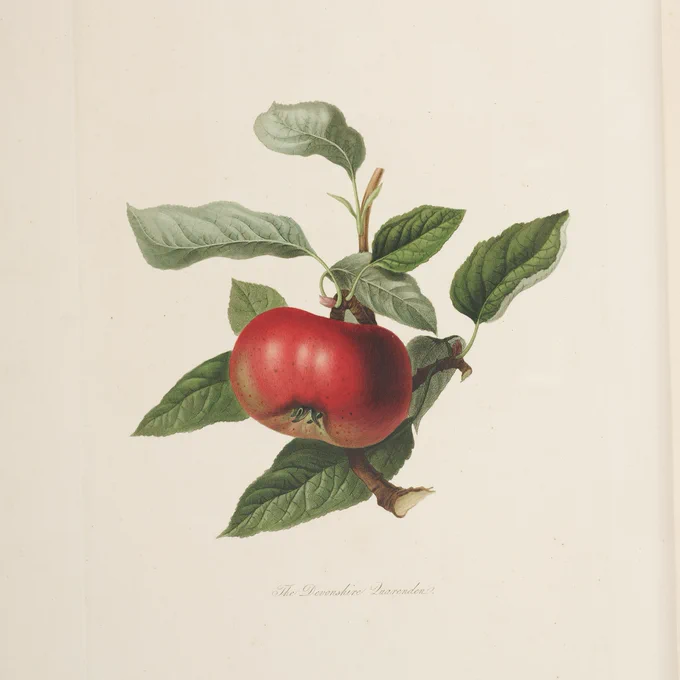 An historic botanical illustration of a cross-section of an apple branch, featuring the fruit and leaves.