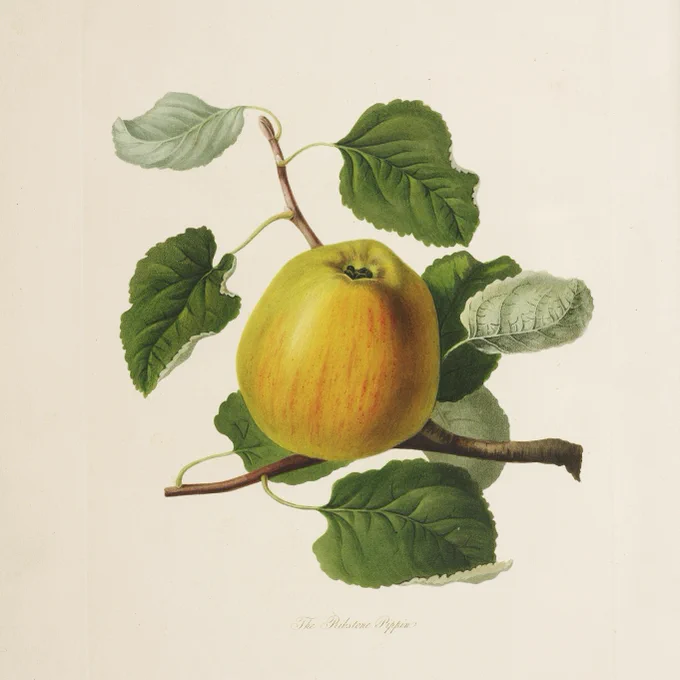 An historic botanical illustration of a cross-section of an apple branch, featuring the fruit and leaves.