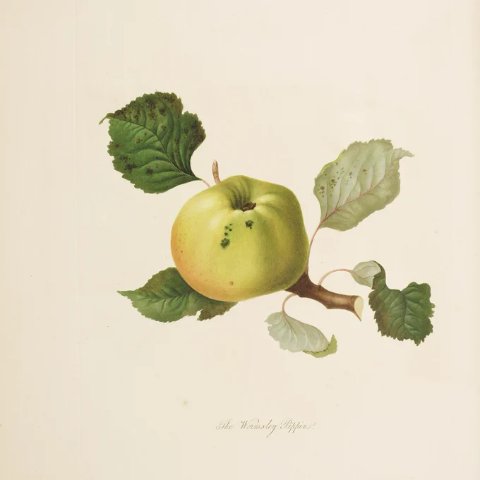 An historic botanical illustration of a cross-section of an apple branch, featuring the fruit and leaves.