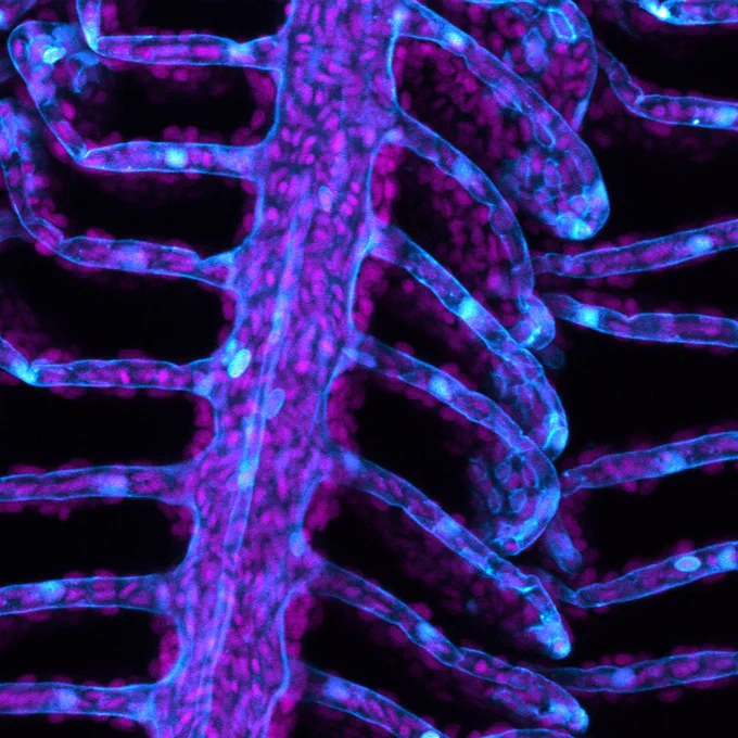 Cross section of adult zebrafish gills with vasculature in blue and cell nuclei in purple
