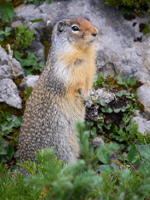 A ground squirrel is on its back legs and alert for danger. It's eyes scan to the right of the image.