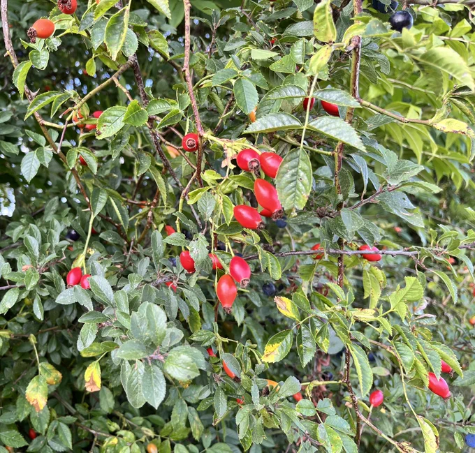 Rosehips