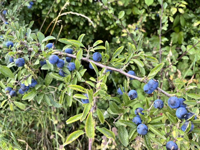 Sloes