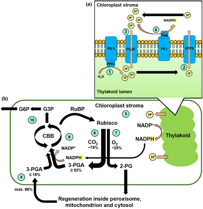 Simplified scheme of C3 CO2 fixation (modified from Schuler et al. (2023)): light-dependent reactions according to Allen et al. (2011) and  light-independent reactions according to Busch (2020).