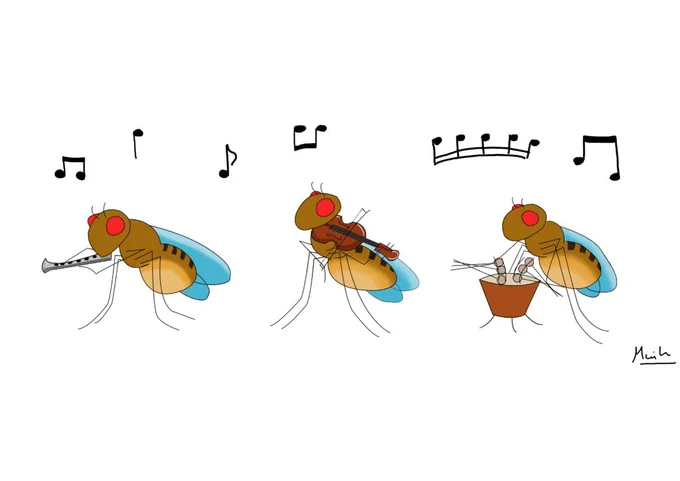 Et si on vous disait que le développement d’un embryon semble laisser un peu de place au hasard ? Effrayant ? Pourtant, vous n’avez pas six bras ! Chez la mouche comme chez l’humain, tout commence avec un procédé aléatoire. Découvrez comment les gènes s’orchestrent peu à peu comme une grande symphonie. 