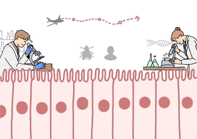 Notre corps est un territoire aussi fascinant que complexe, composé d’ensembles de cellules qui assurent son bon fonctionnement. Aujourd’hui, nous vous invitons à entreprendre un voyage captivant sur les pas des chercheur·ses ayant étudié la formation des tissus épithéliaux, barrières de notre corps face aux agressions extérieures.