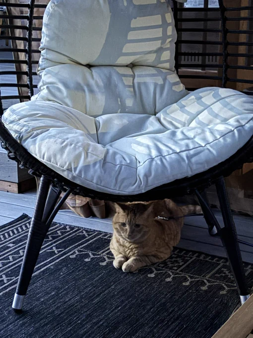 My cat is sitting under an outdoor “egg chair” on the deck. He looks content.