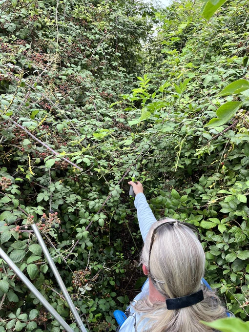 A footpath blocked by brambles, slowly being cut back.