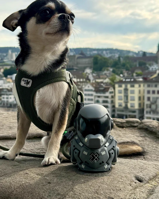A dog and the X-Team duck