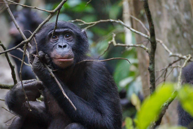 Juvenile bonobo looking off in distance. Photo credit: Lillian Fornof
