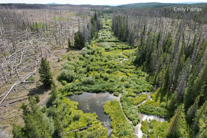 A bright green strip of river corridor full of beaver dams, surrounded by burnt, blown down pine trees that are dead from the Mullen Fire (2020).