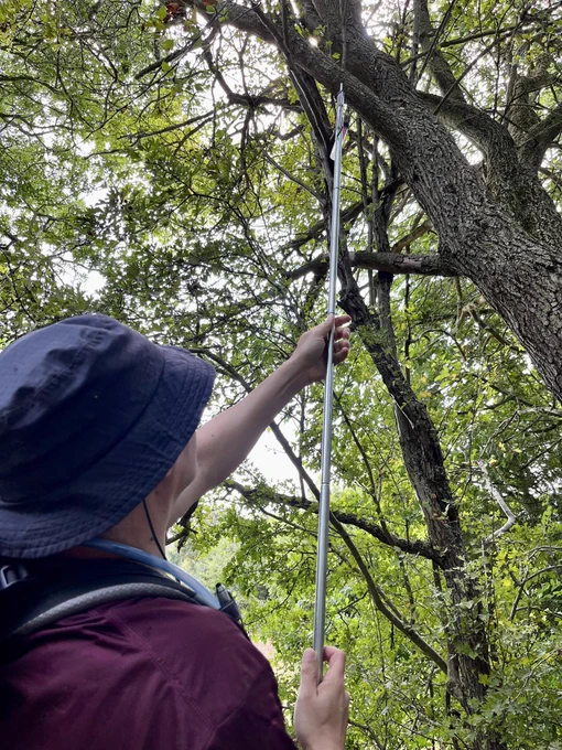 Fishing in a tree