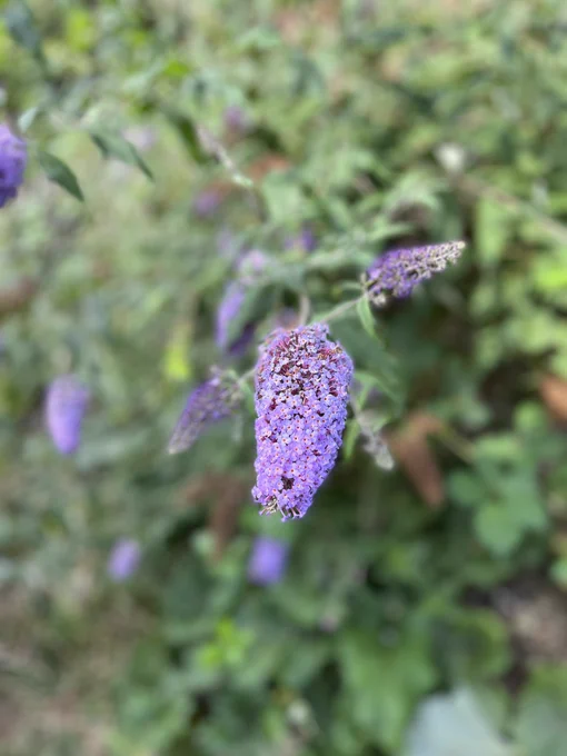 Buddleia