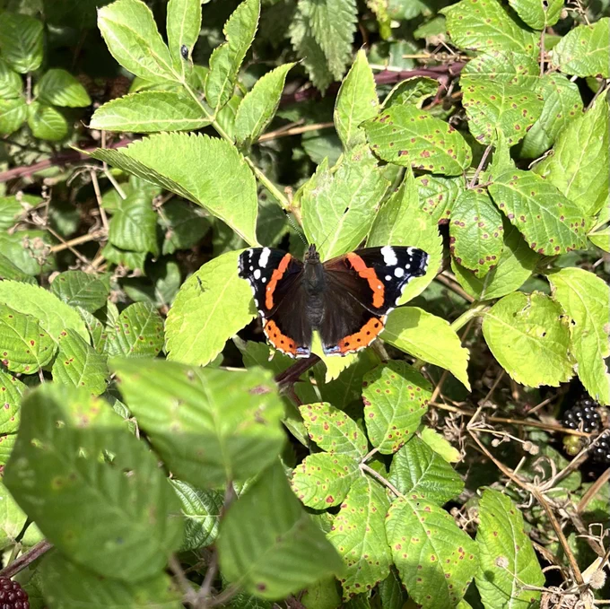 Red admiral butterfly