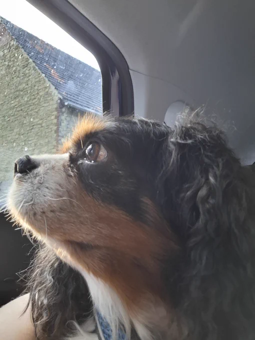 A tri-colour main black with a bit of white aroumd his nose to the cheeks and brown eyebrows Cavalier King Spaniel looking to the left side out of a window.