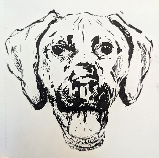 Pen and ink drawing of dog