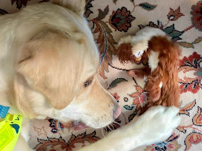 Me, Otto now with the squirrel toy in my mouth while I am lying on the same carpet in the ministry for foreign affairs. It looks more like a brown ball of fluff and I am clearly enjoying chewing and squeaking it. The humans are trying to have a conversation about things I don’t understand but I am making sure they know I am here bye squeaking the squirrel.