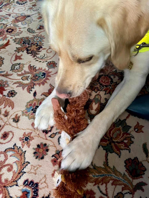 Me, Otto a handsome blonde Labrador golden retriever wearing my guide dog harness and lying on a floral patterned carpet in the ministry for foreign affairs in Slovenia with a brown squirrel dog toy between my paws.