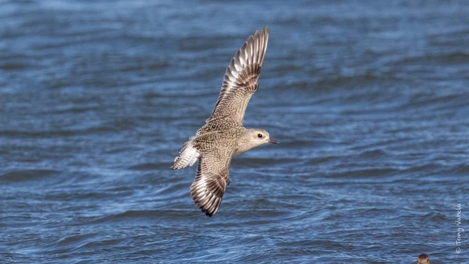 A female Black-bellied Plover flying over water.