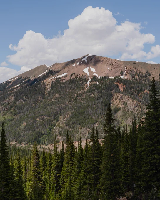 Evergreen forest in front of mountain and blue sky