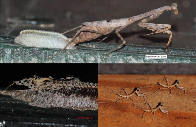 מקור
גוגל תמונות

https://www.reddit.com/r/mildlyinteresting/comments/8nifcc/a_praying_mantis_laying_an_egg_case_and_the/