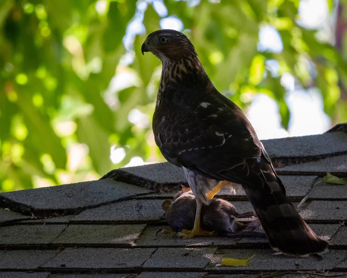 Cooper’s hawk perched on roof with prey in talons