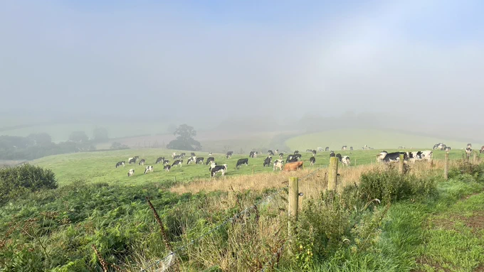 My cows!🐮