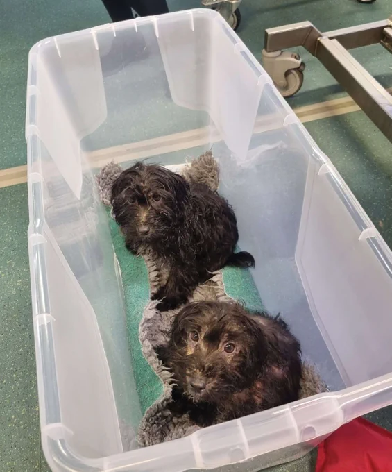 Veterinary nurses help puppies abandoned by side of road

Veterinary nurses at Stowe Veterinary Group, including former CCOAS students, have played a crucial role in helping to look after three puppies that were found abandoned just before Christmas.

The dogs were discovered in bushes near a lay-by in Colchester on 21 December 2023 by the driver of a broken-down lorry. The driver alerted the partner of a CCOAS student who was on placement at Moreton Hall Veterinary Centre in Bury St Edmunds. He let the practice know the puppies had been found and brought them straight in.

Nicola Rigden, the practice manager, said: “If the lorry hadn’t broken down, they might not have been found in time – it was very lucky!”

On arrival, the team at Moreton Hall Veterinary Centre could see the three puppies were cockerpoos, about eight weeks old, but they were in a terrible state. All three dogs were malnourished. One had lost most of her coat and her front legs were deformed through lack of vitamins.