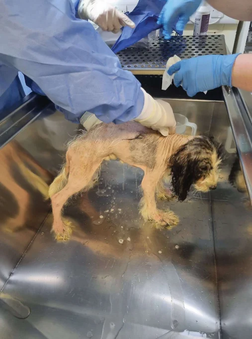 Veterinary nurses help puppies abandoned by side of road

Veterinary nurses at Stowe Veterinary Group, including former CCOAS students, have played a crucial role in helping to look after three puppies that were found abandoned just before Christmas.

The dogs were discovered in bushes near a lay-by in Colchester on 21 December 2023 by the driver of a broken-down lorry. The driver alerted the partner of a CCOAS student who was on placement at Moreton Hall Veterinary Centre in Bury St Edmunds. He let the practice know the puppies had been found and brought them straight in.

Nicola Rigden, the practice manager, said: “If the lorry hadn’t broken down, they might not have been found in time – it was very lucky!”

On arrival, the team at Moreton Hall Veterinary Centre could see the three puppies were cockerpoos, about eight weeks old, but they were in a terrible state. All three dogs were malnourished. One had lost most of her coat and her front legs were deformed through lack of vitamins.