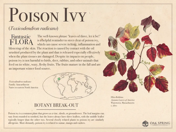 The well-known phrase ‘leaves of three, let it be!’ is a helpful reminder to steer clear of poison ivy (Toxicodendron radicans), which can cause severe itching, inflammation and blistering of the skin. The reaction is caused by contact with the oil urushiol produced by the plant and that is released especially effectively when the plant tissues are damaged. Despite its impacts on people, poison ivy is not harmful to birds, deer, rabbits, and other animals that feed on its white, waxy, fleshy fruits. The fruits mature in the fall and are an important winter food source.

 Poison ivy is a common plant that grows as a vine, shrub, or groundcover. The leaf margins can vary from rounded to toothed, but the leaves always have three leaflets, with the middle leaflet typically longer than the other two. Several closely related plants to poison ivy are similarly allergenic. More distantly, poison ivy is related to sumac, mango and cashew.