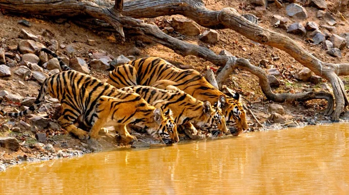 A mother tiger and two cubs drink from a river.