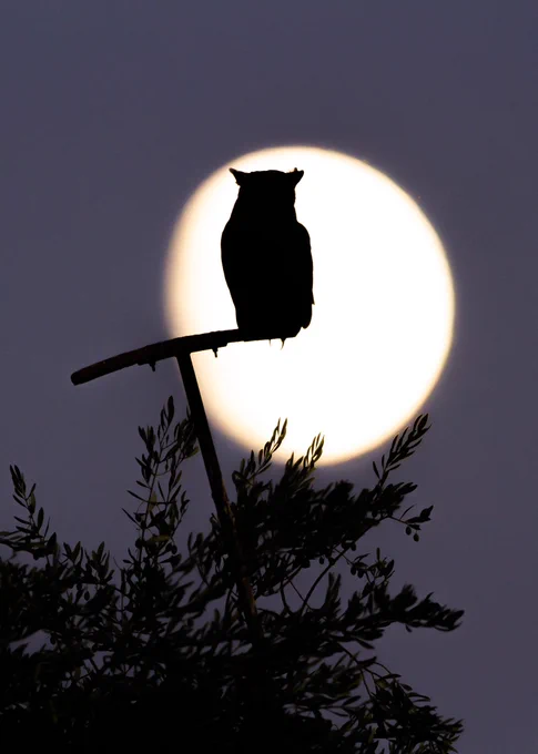 Owl on perch in front of almost full moon
