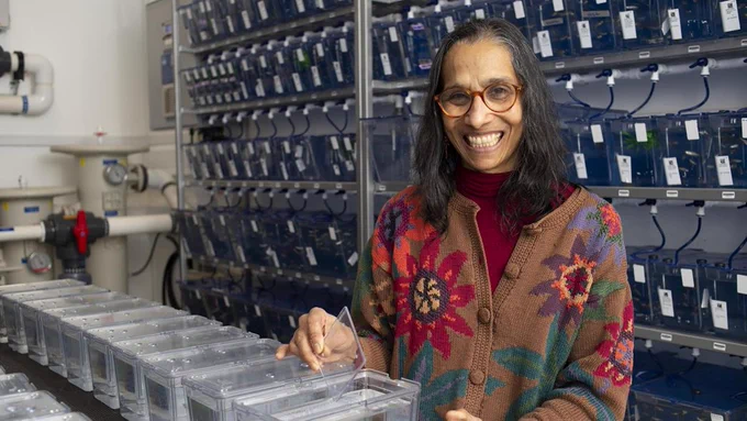 Image of Prof. Lalita Ramakrishnan standing in front of a zebrafish rack