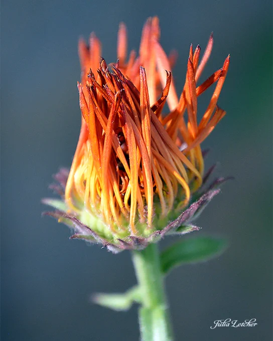 'Macro Orange Flower' by Julie Letcher