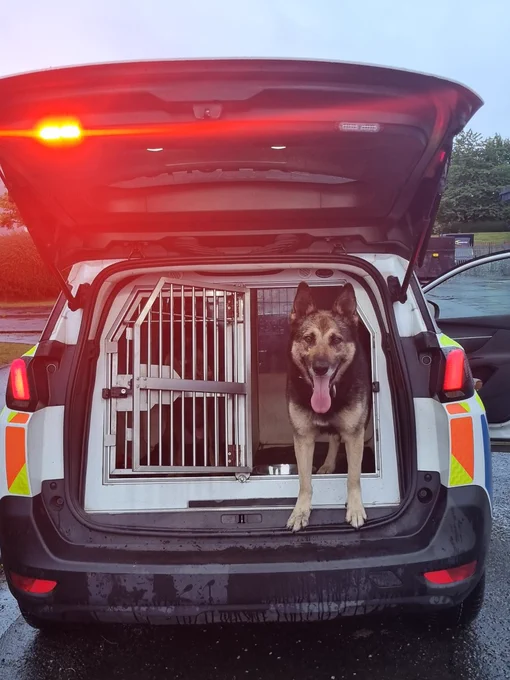 PD Bo, a German shepherd, standing half out the rear cage within a Police Vehicle used for transporting police dogs.  The boot lid is fully open, and rear red lights are illuminated.  PD Bo has his tongue out and is facing the camera.