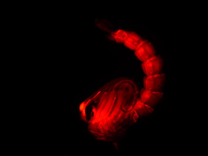 Aedes mosquito pupa through the lens of a microscope. Photograph: Ray Wilson