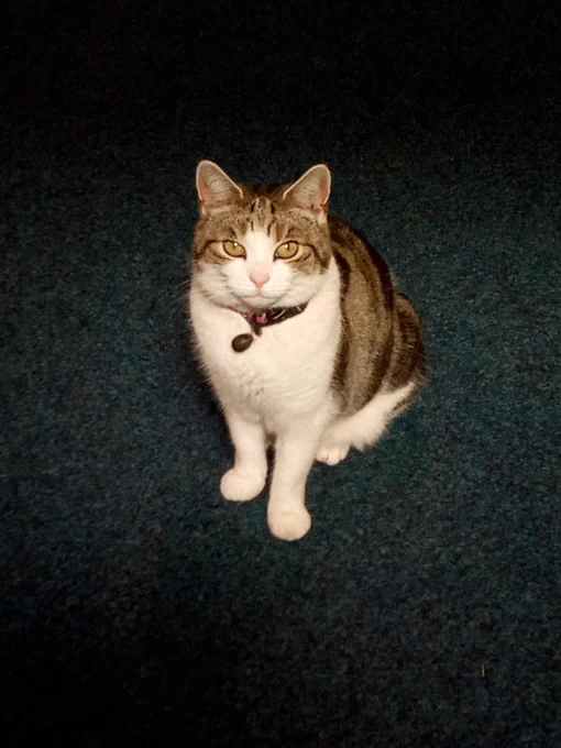 A little tabby cat sitting in the dark staring at the camera.