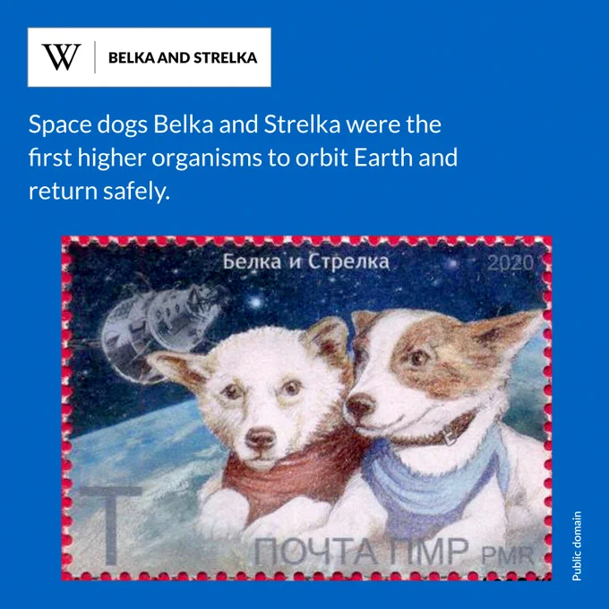 Belka and Strelka, first canine cosmonauts. One has a red bandana, the other a blue bandana. Text says: Space dogs Belka and Strelka were the first higher organisms to orbit Earth and return safely.