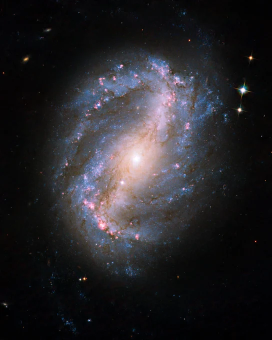 NGC 6217. A barred spiral galaxy shines against black space dotted with a few stars. A bar of bright stars extends diagonally right on either side of the yellow core. Its short spiral arms are full of dark brown dust and pink and blue regions of star formation.