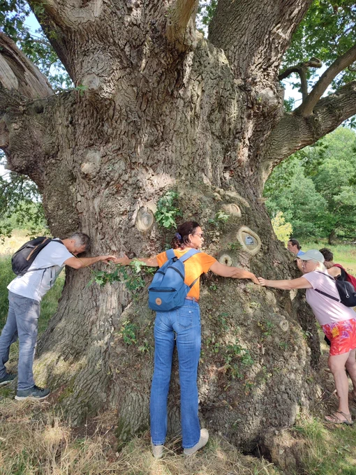 wild walkers hug a huge oak tree