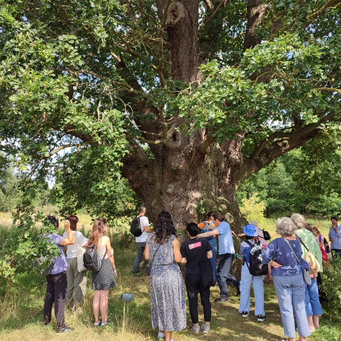 a large oak tree in the centre of Wivenhoe Park with many walkers around it's base