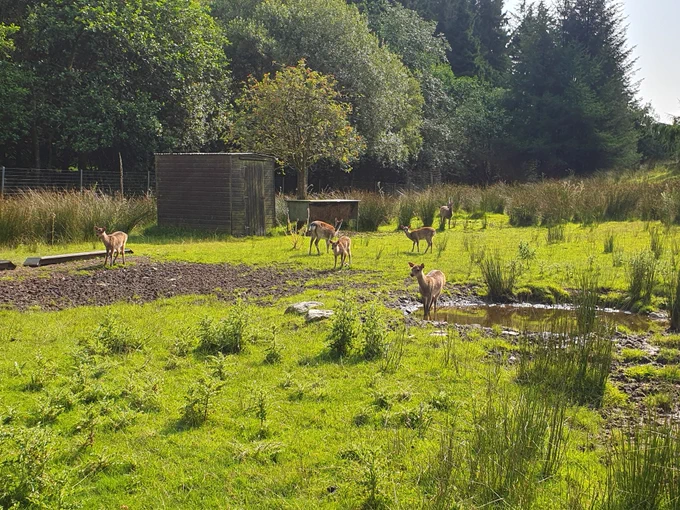 Multiple Deers in their habitat 