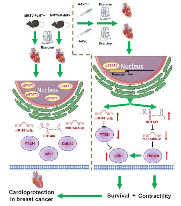 Exercise protects heart in breast cancer via STAT3. Exercise protects against breast cancer-induced cardiac injury via activating cardiac STAT3-miRNA crosstalk, proved by Adeno-associated virus erotype 9 (AAV) control (AAVc) or with AAV driving STAT3 tyrosine 705 mutation (AAVmu) injection.